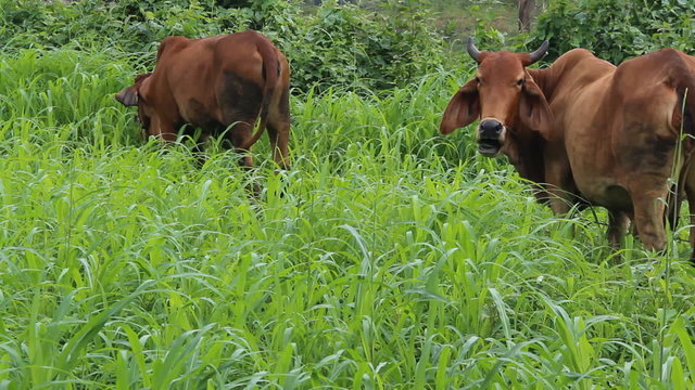 Cows eating grass