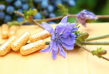 homöopathie mit der wegwarte