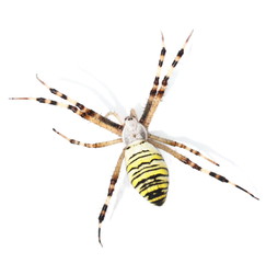 European Black and Yellow Garden Spider isolated on white