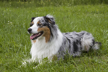 Australian Shepard