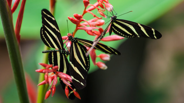 Butterflies in Costa Rica