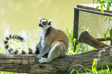 Ring-tailed lemur (Lemur catta) sitting on log