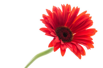 Gerbera