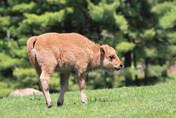 jeune bison