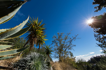 Pflanzen im Gebirge Teneriffas