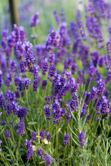 Gardens with the flourishing lavender