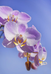gentle purple orchid with unusual core