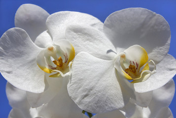 beautiful white orchid with unusual core