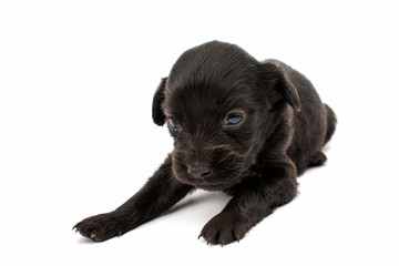 Naklejka premium spaniel puppy