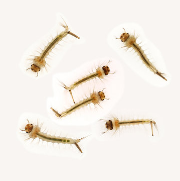 larves de moustiques