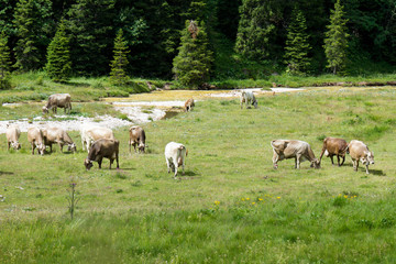 Fototapeta premium bovines grazing