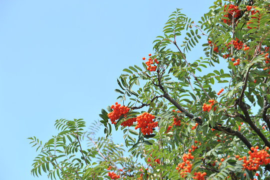 Orange rowan berries on a tree. Sorbus