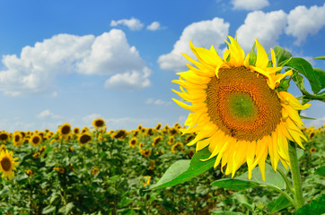 sunflower, field and sky