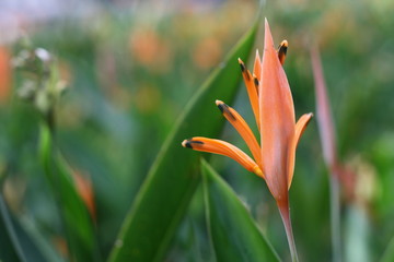 Fototapeta na wymiar Orangene Blüte