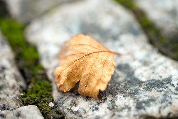 Pflasterstein und ein Herbstblatt