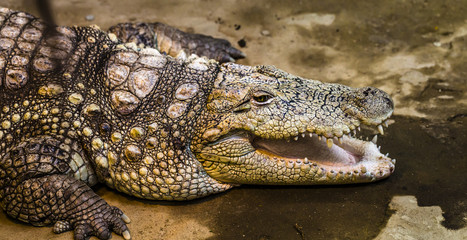 A closeup photo of a crocodile