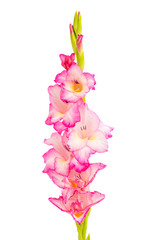 pink gladiolus isolated