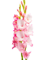 pink gladiolus isolated