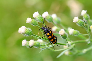Beetle on the flower