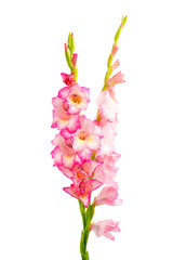 pink gladiolus isolated