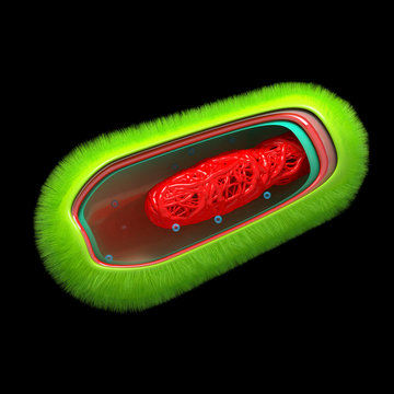 Bacteria - Prokaryote Cell Anatomy - isolated on black