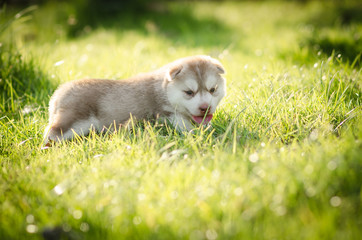 Cute puppy siberian husky  on grass
