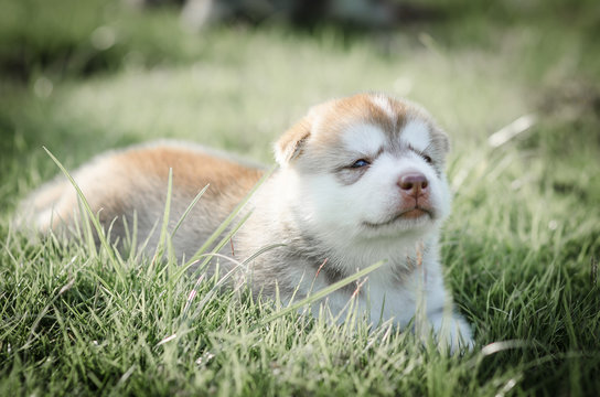 Cute puppy siberian husky  on grass