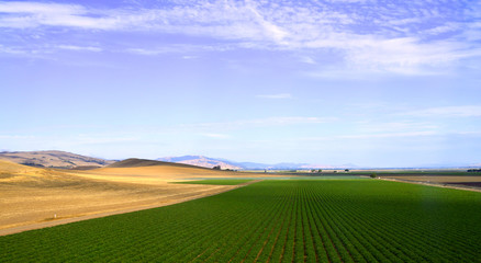 Obraz premium Tree Road Valley desert California.