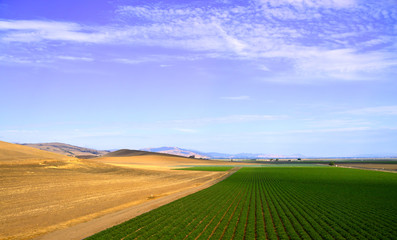 Tree Road Valley desert California.
