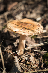 Russula foetens