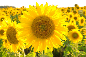 Naklejka premium large flowering sunflower on a field close up.