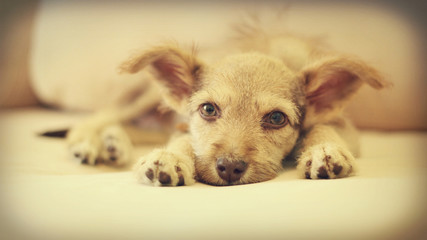 Obraz premium puppy on the couch