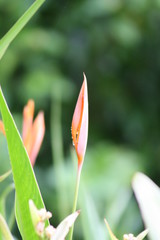 Herausragende orangene Blüte