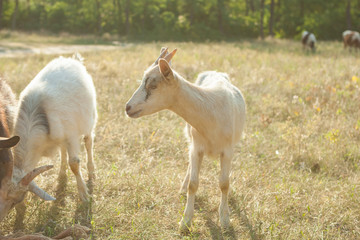 Obraz na płótnie Canvas Goats on a summer pasture