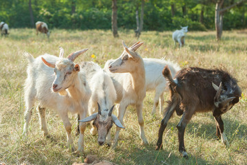 Goats on a summer pasture