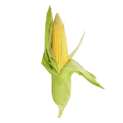 ear of corn isolated on white background  (with clipping path)