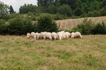 Herd of sheeps