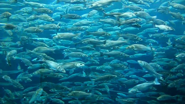 Fischschwarm