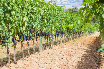 Fototapeta na wymiar ripening grape clusters on the vine