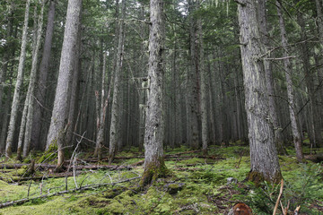 A coniferous forest in Glacier National Park, Montana.