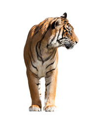 tiger © JackF