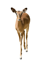 Female impala