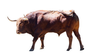 large bull, isolated over white