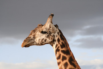 Girafe tête de profil