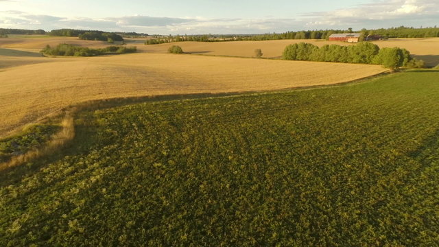 Flying over organic barley field at large farm