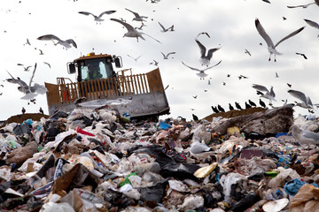 Landfill with birds - Powered by Adobe