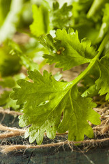 Organic Raw Green Cilantro