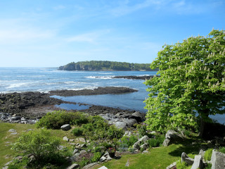 Garden of trees at Ryefield Cove on Peaks Island