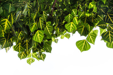 Erythrina variegata leave