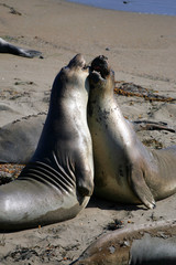 Fototapeta premium Sea lions at the Pacific Coast, California, USA..
